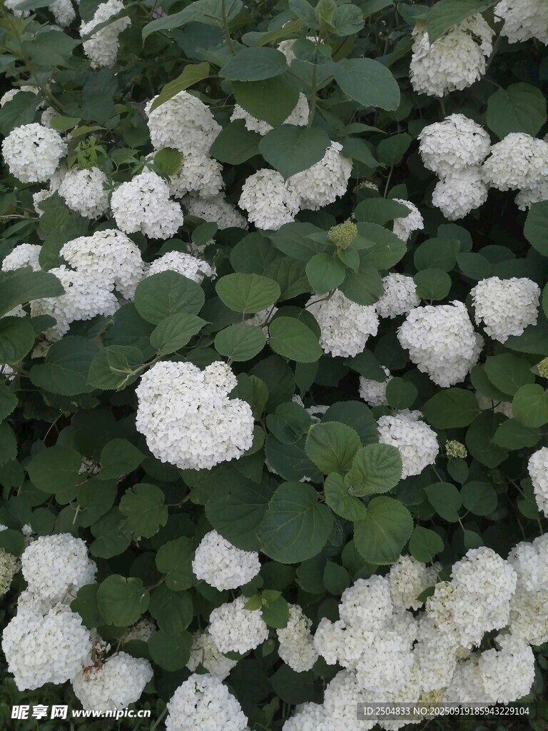 白色繡球花簇擁綻放