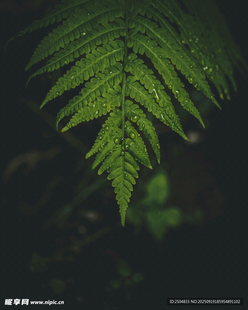 翠綠蕨葉特寫