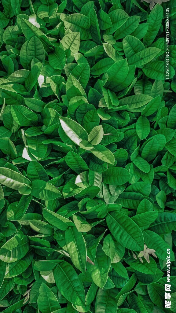 翠綠鮮嫩的綠葉植物