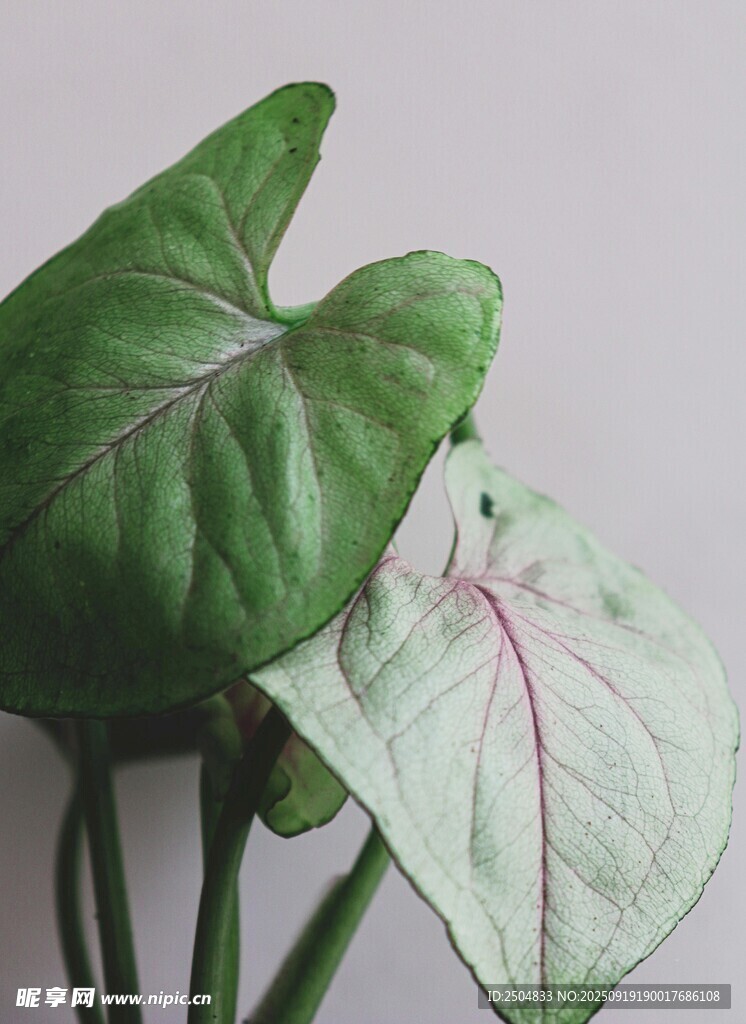 心形彩葉芋植物特寫
