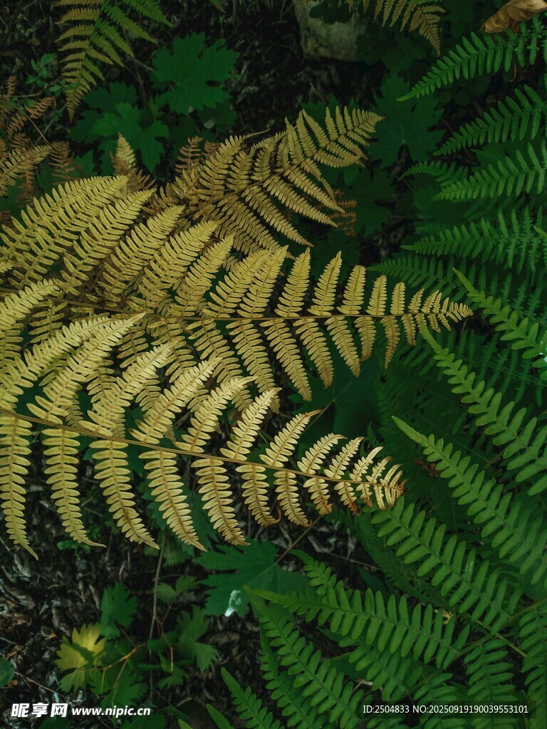 蕨類植物葉片特寫