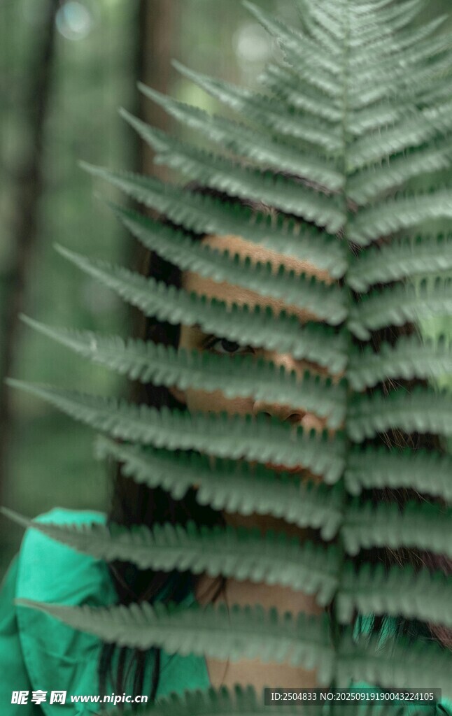 蕨類植物葉片特寫