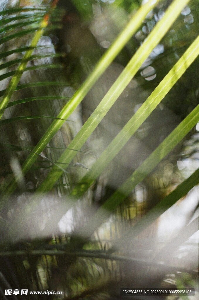 陽(yáng)光灑落的翠綠植物葉片