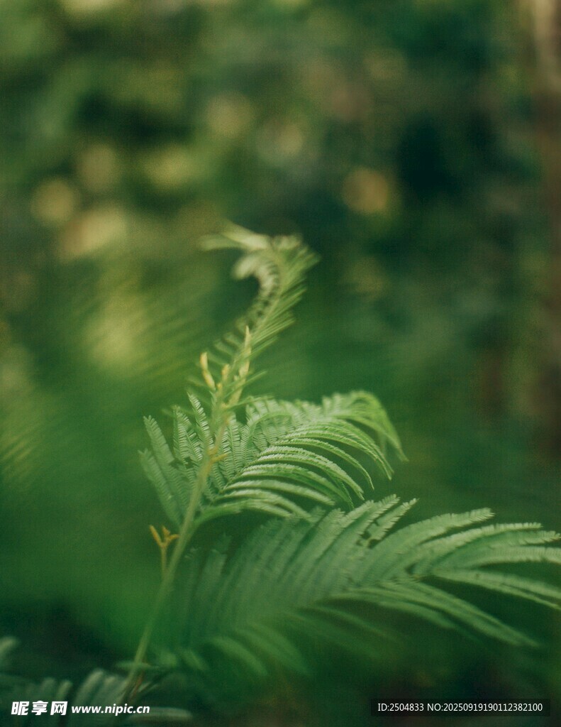 嫩綠蕨葉 自然清新之景