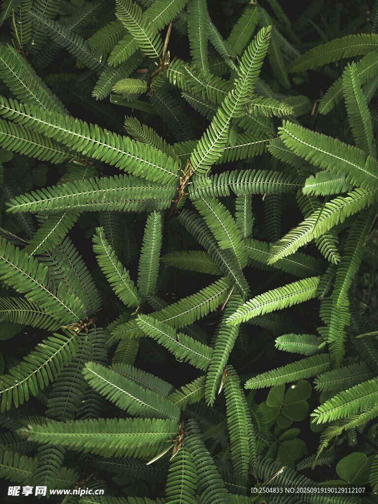 翠綠松針特寫