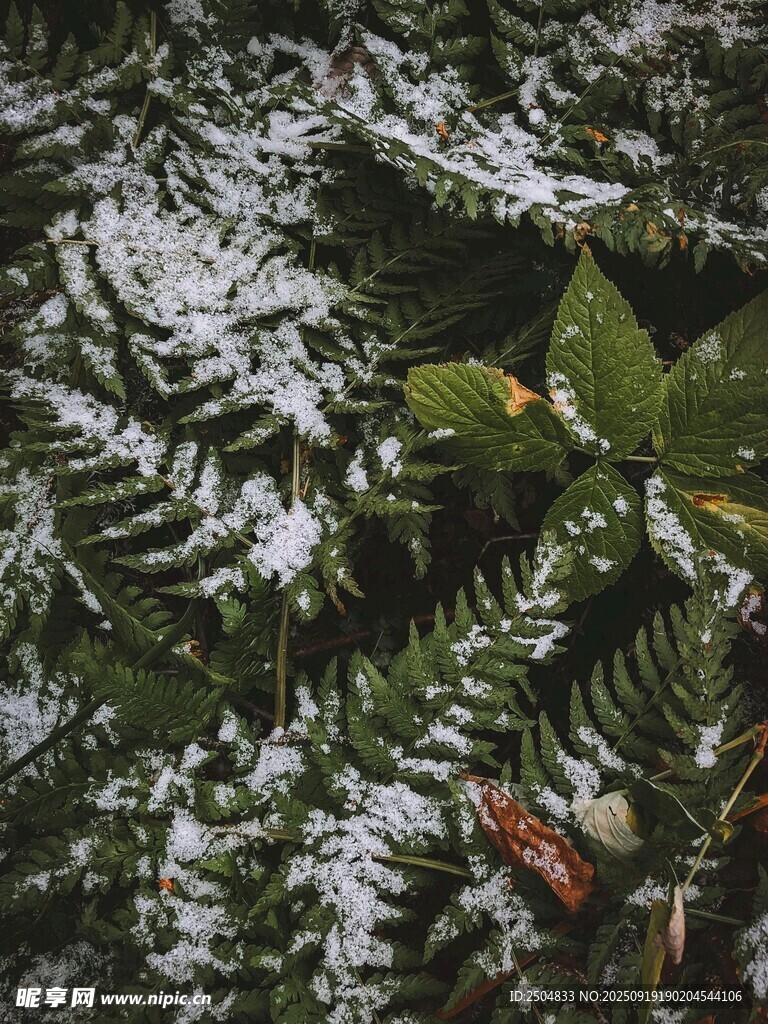 雪覆蕨葉的自然景致
