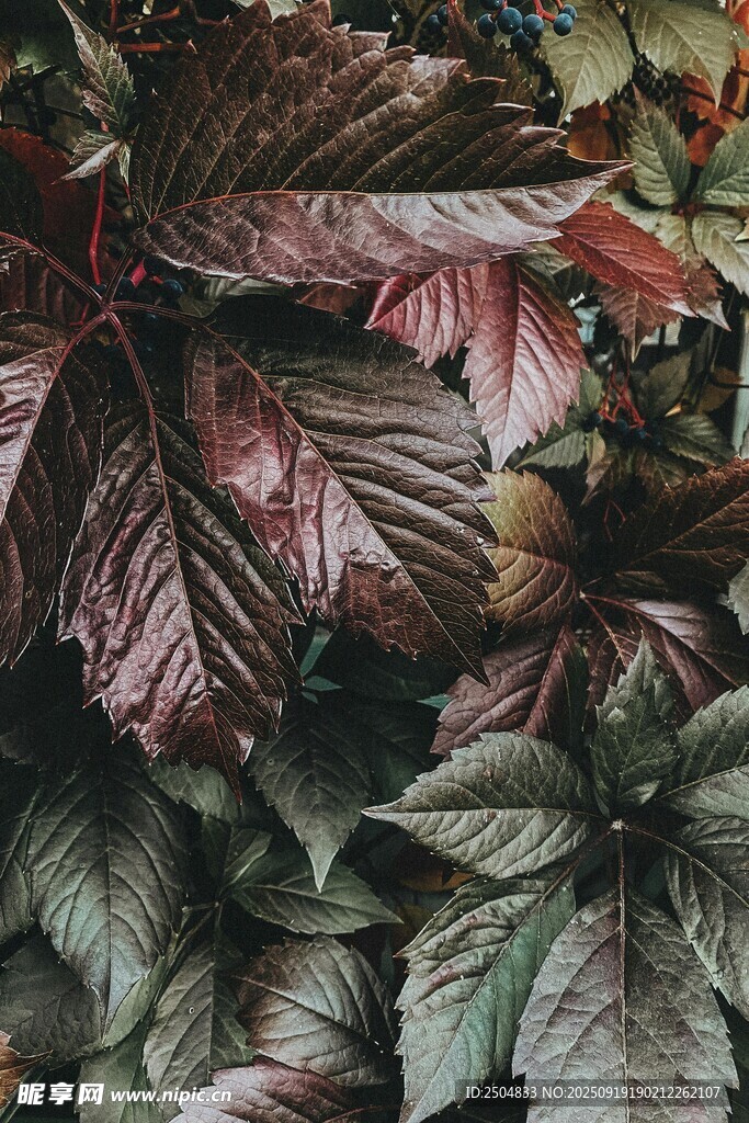 深紅綠葉植物特寫