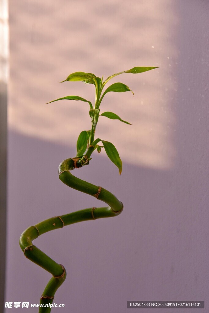 螺旋生長的嫩綠小植物