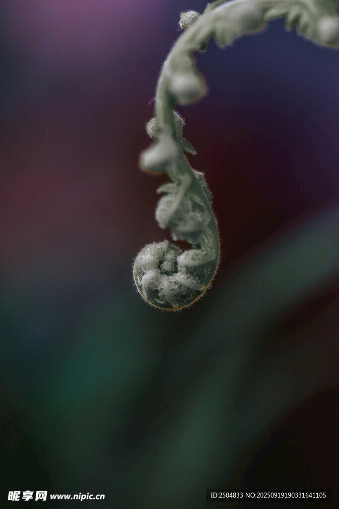 卷曲植物嫩芽特寫