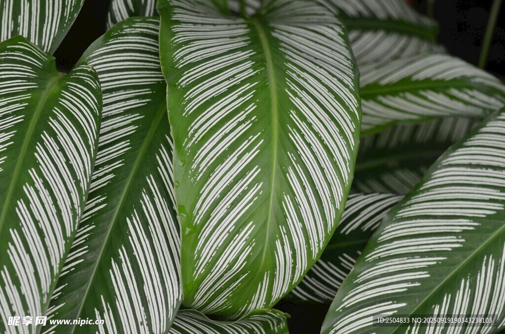 條紋綠植葉片特寫