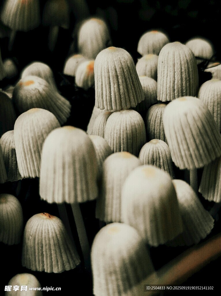 白色蘑菇狀物體密集排列