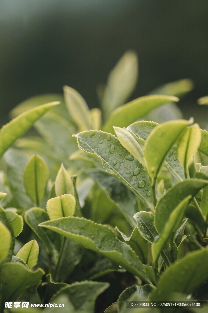 嫩綠茶葉特寫(xiě)