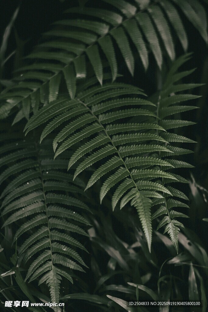 翠綠蕨類葉片特寫