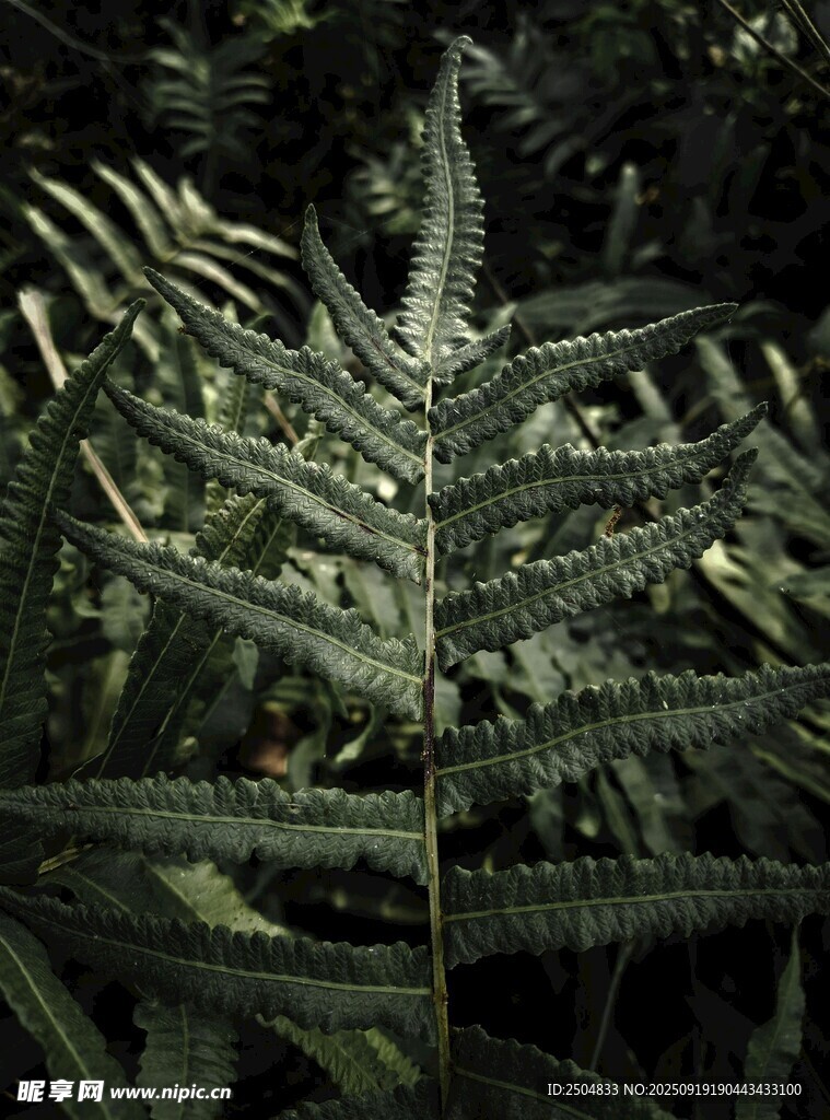 蕨類植物特寫