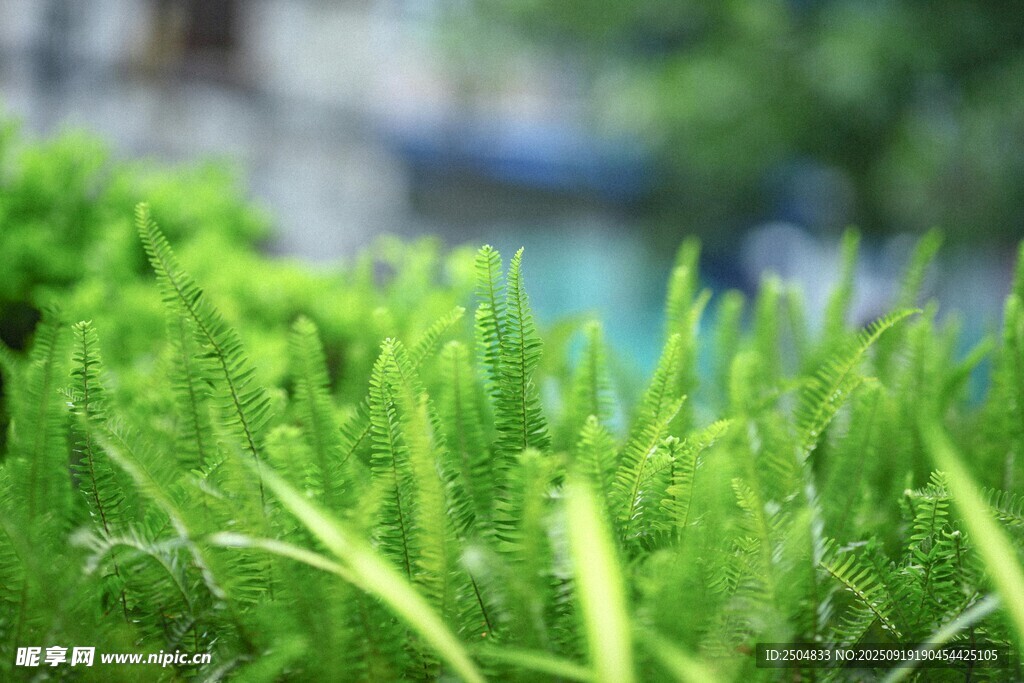 翠綠青草生機盎然