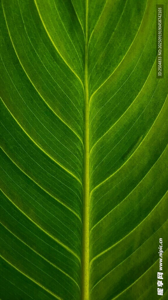 翠綠葉片的清晰紋理