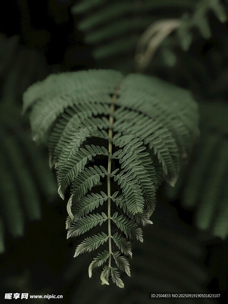 蕨類(lèi)植物葉片特寫(xiě)