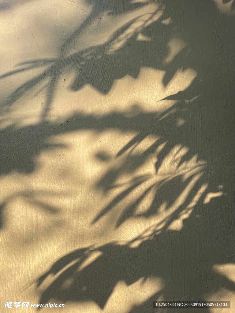 樹葉光影下的靜謐瞬間