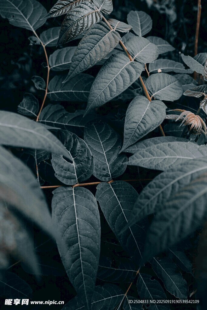 深綠繁茂葉片特寫(xiě)