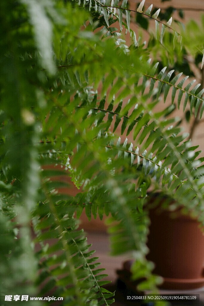 翠綠蕨類植物特寫