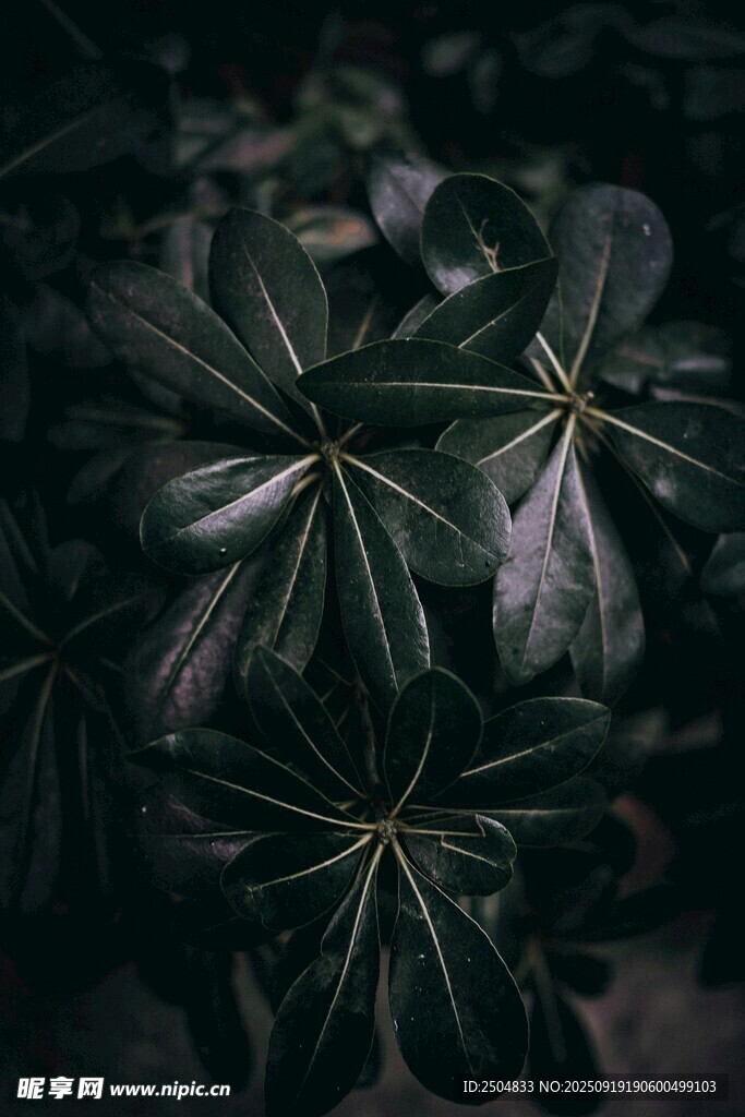 深綠掌狀葉片植物特寫