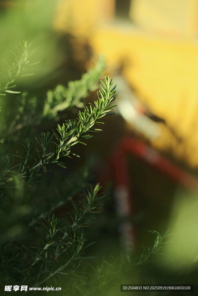翠綠植物與模糊背景畫面
