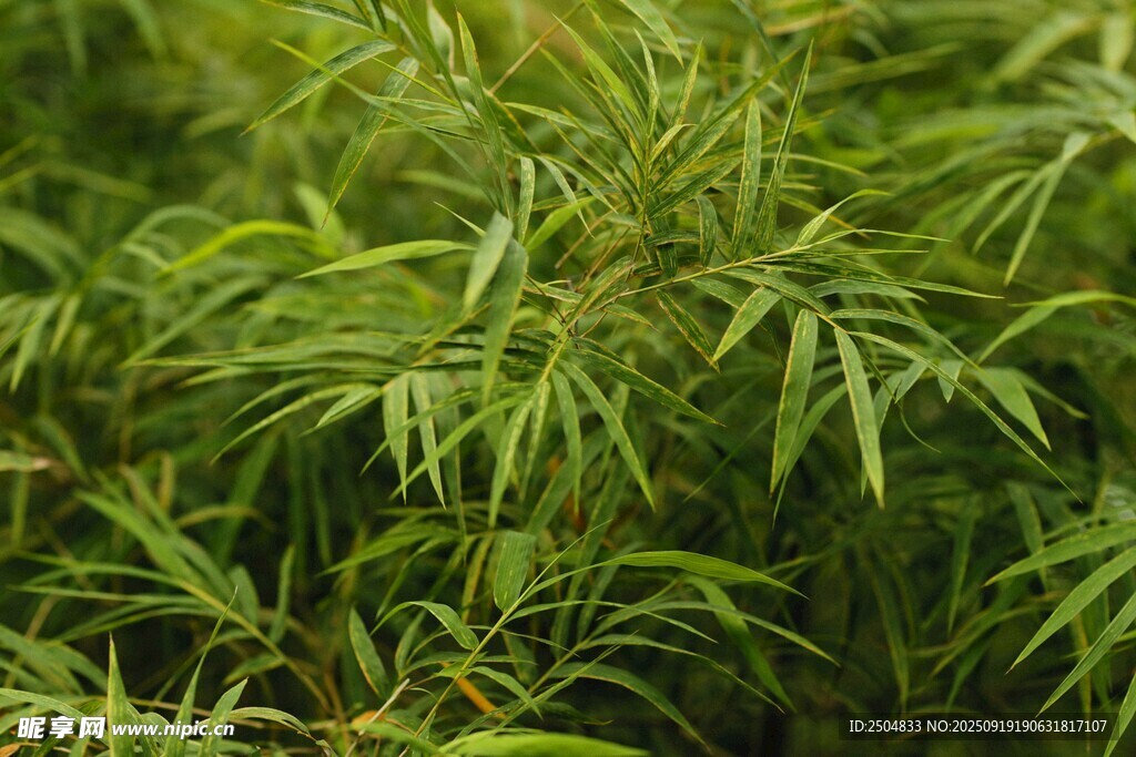 翠綠竹葉特寫