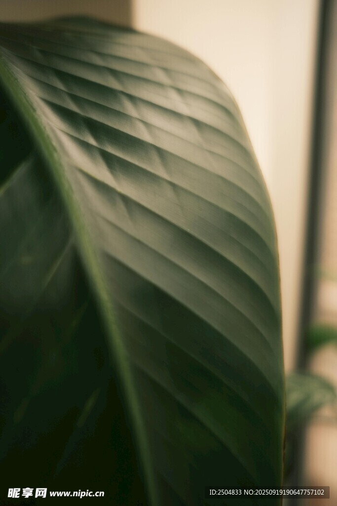 特寫 翠綠舒展的植物葉片