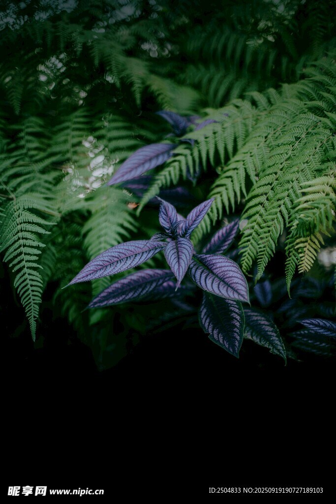紫色葉片與蕨類植物景觀