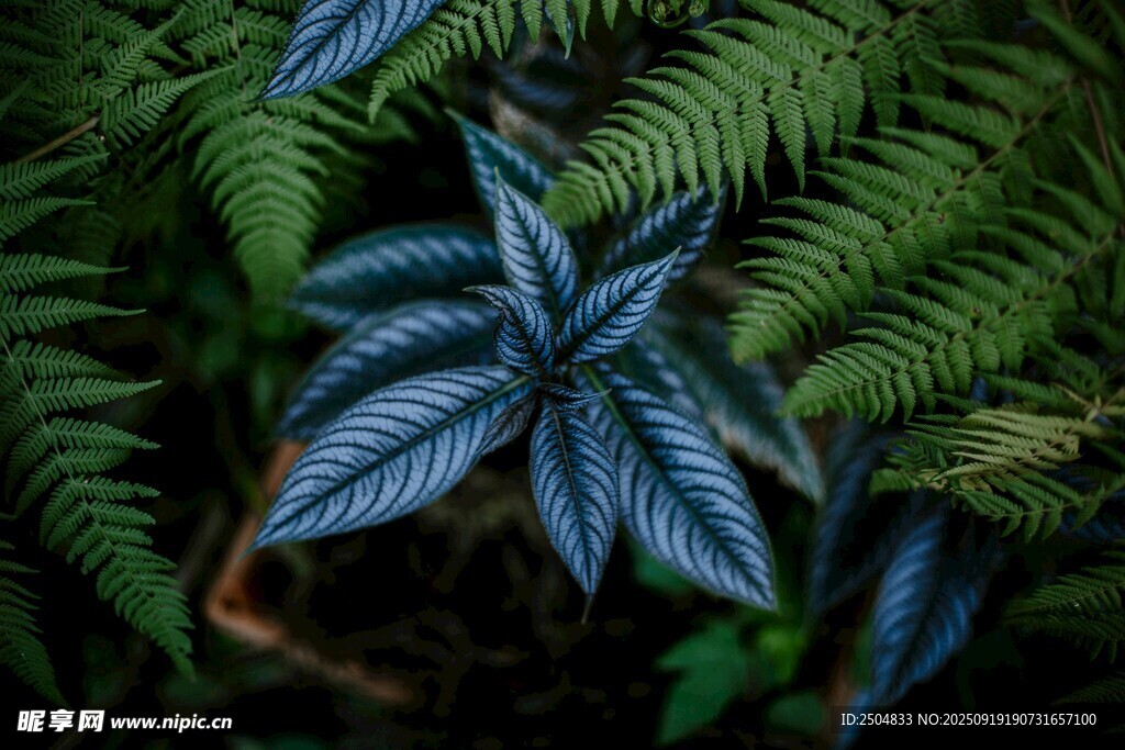 藍葉蕨類植物特寫
