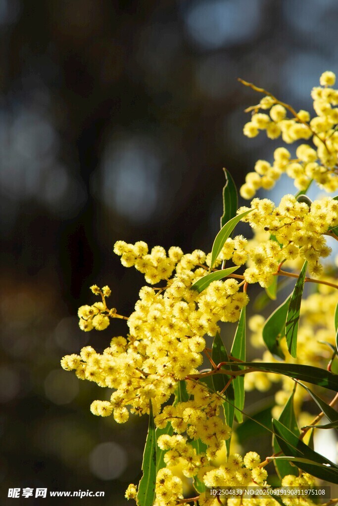 金黃綻放的美麗金合歡花