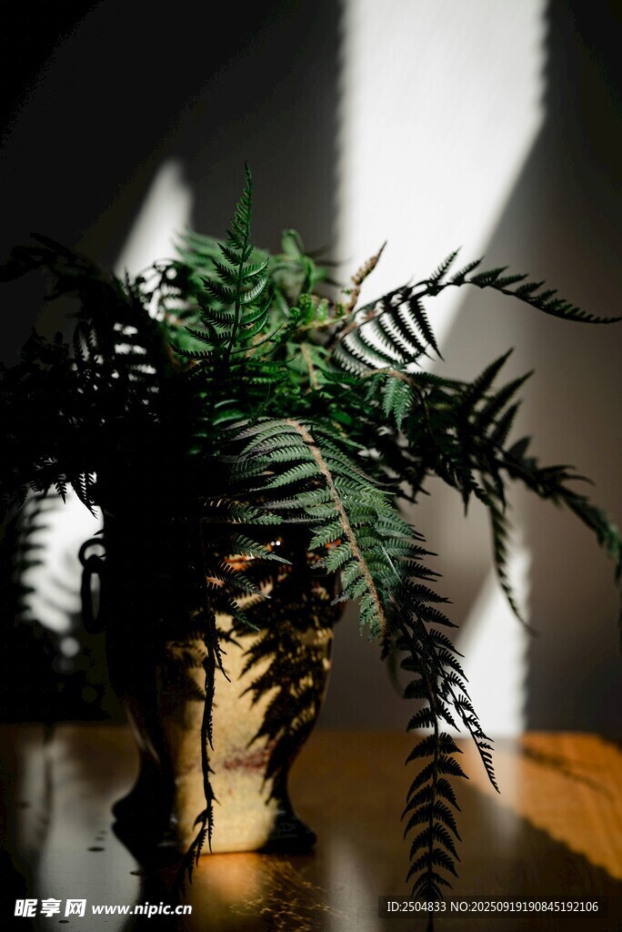 室內(nèi)陽光下的蕨類植物