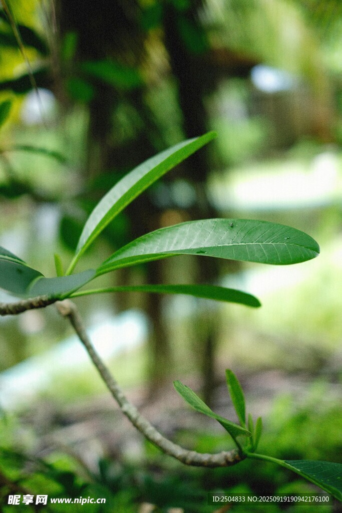 翠綠枝葉 自然清新之景