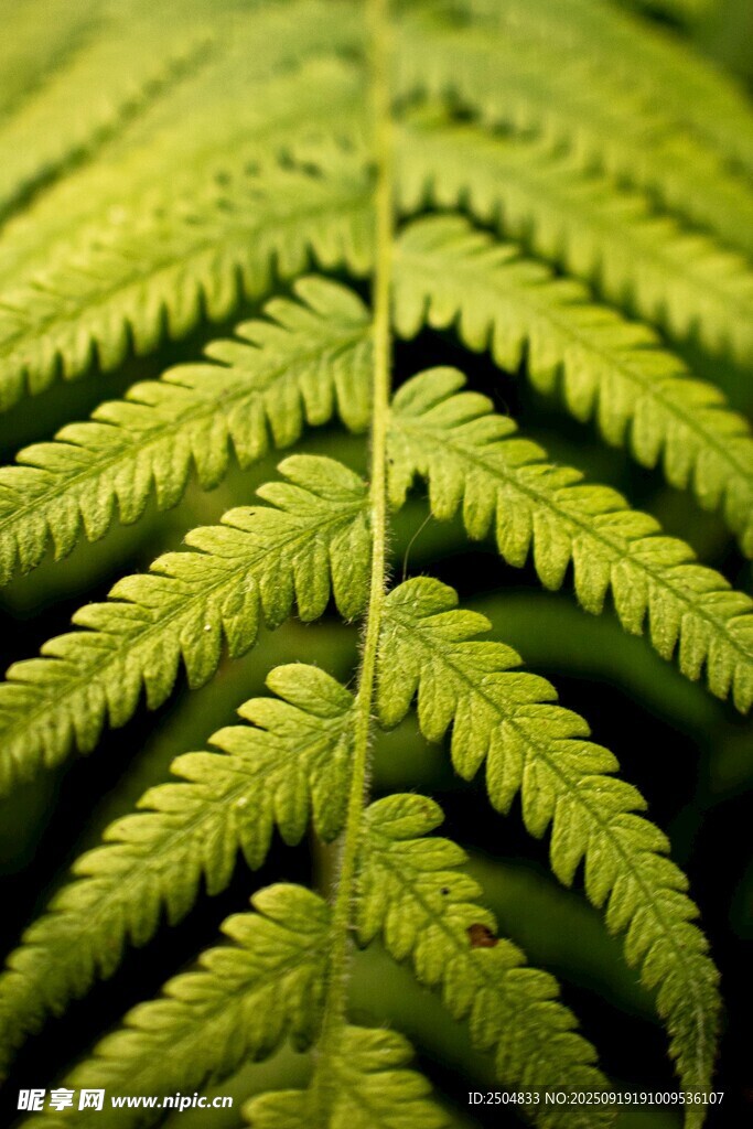 蕨類植物葉片特寫