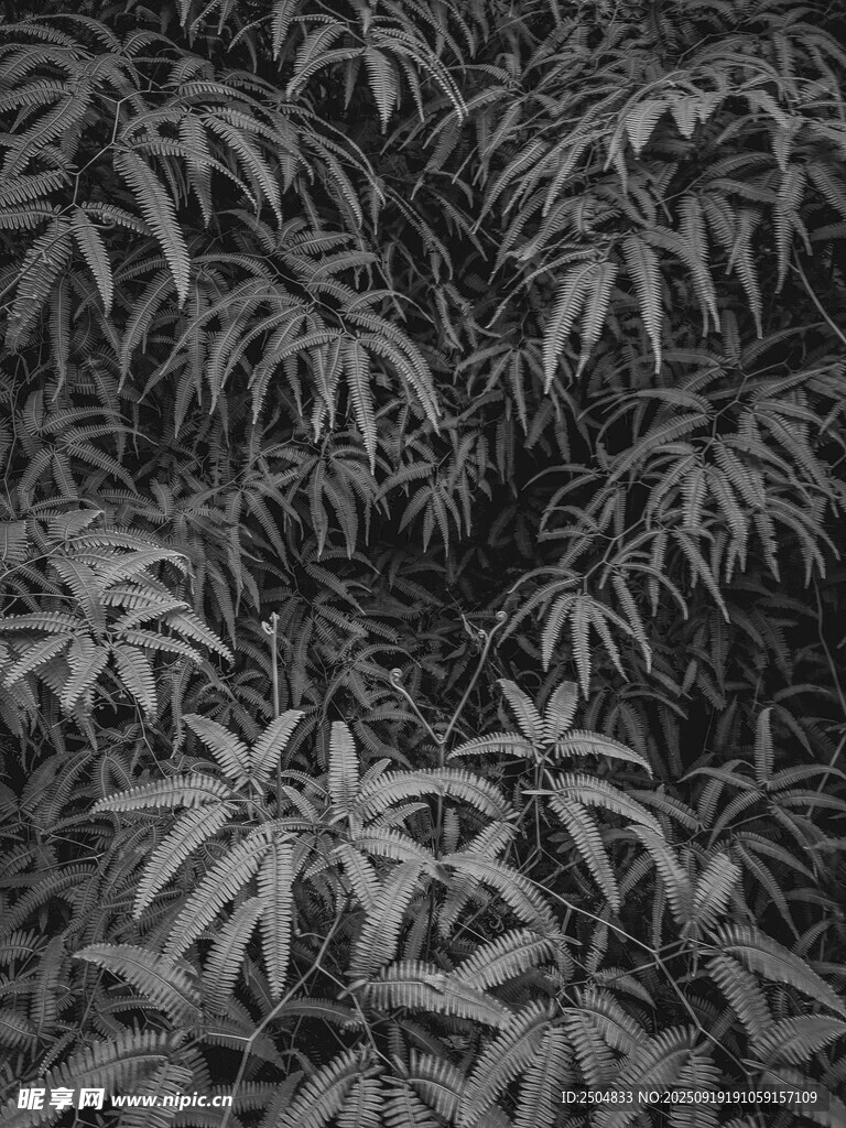 茂密植物葉片特寫