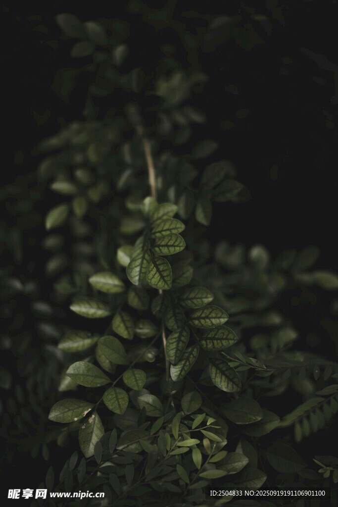 暗環(huán)境中的翠綠植物