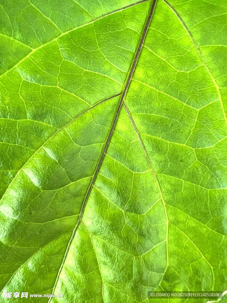 翠綠葉片特寫