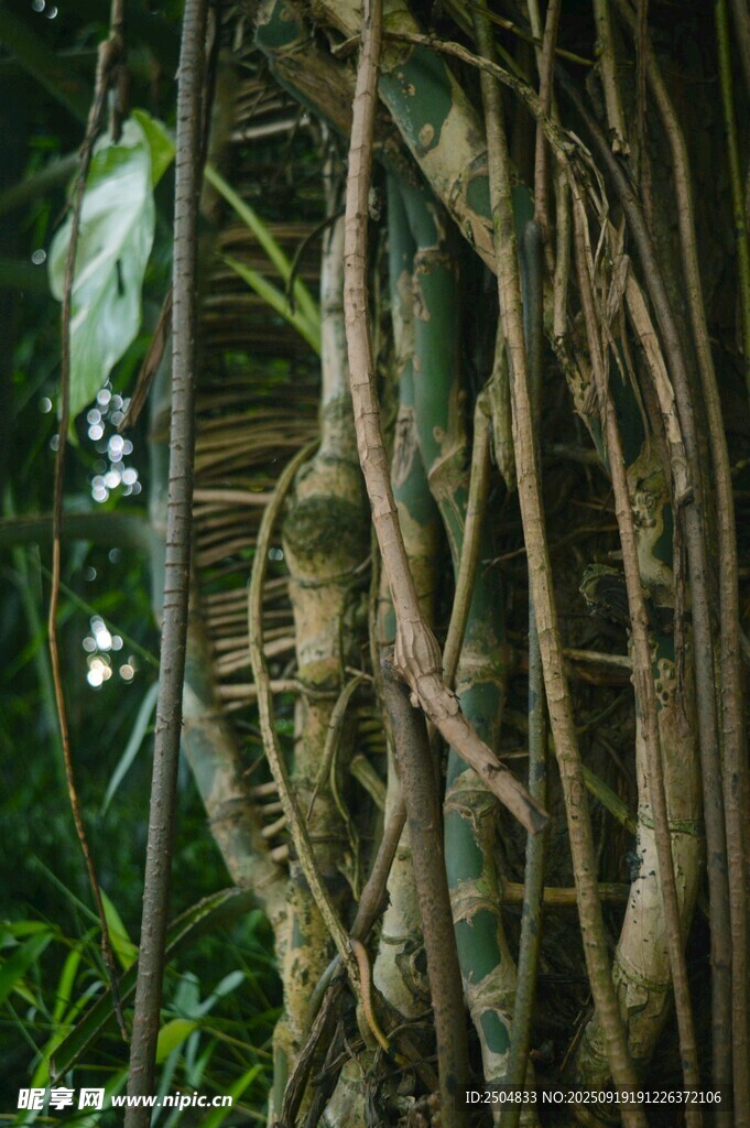 盤根錯節(jié)的熱帶植物根系