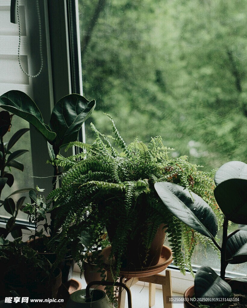 窗邊綠植 邂逅自然小景