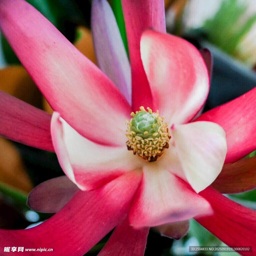 嬌艷木蘭花特寫