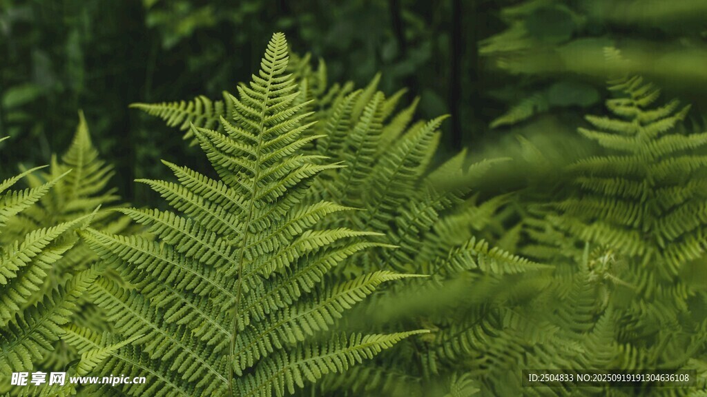 翠綠蕨類植物生機盎然