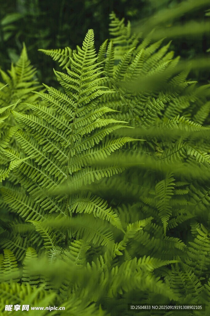 翠綠蕨類植物特寫