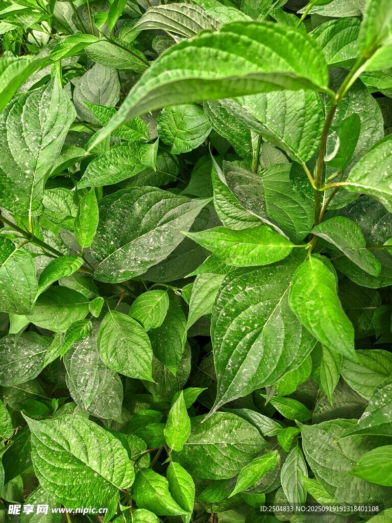 翠綠鮮嫩的薄荷葉