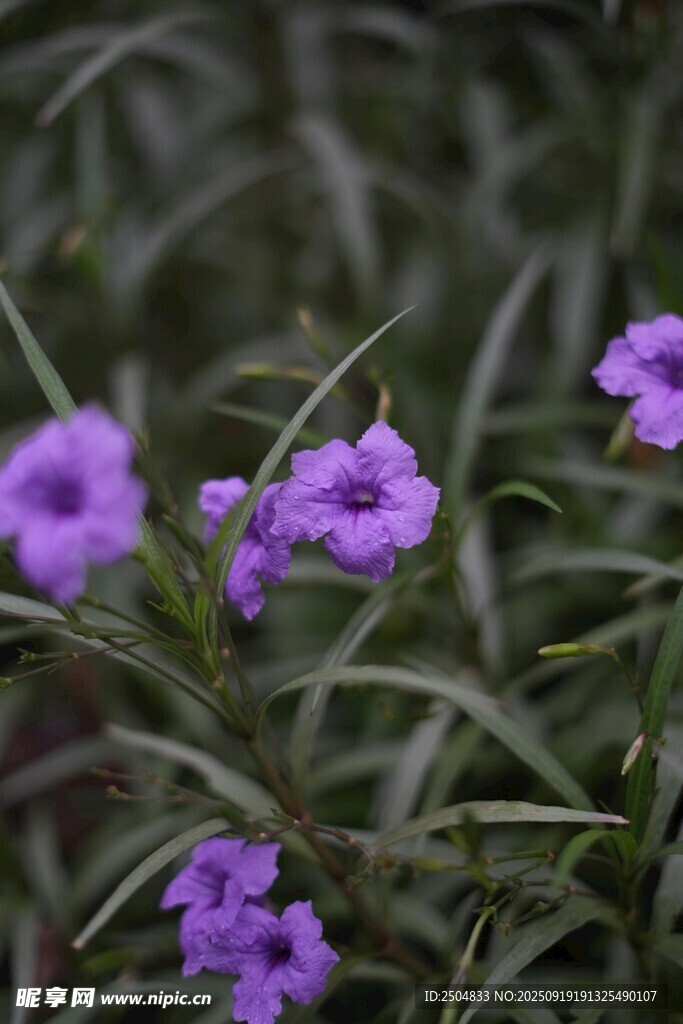 紫色小花綻放綠葉間