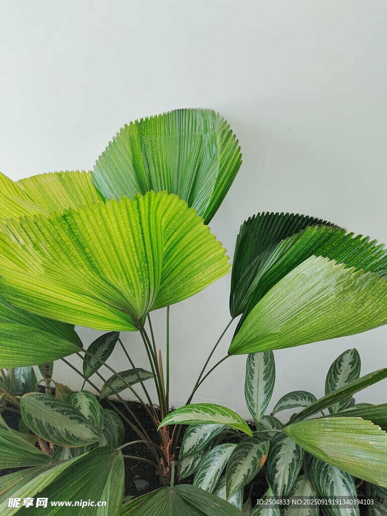 翠綠扇葉植物特寫