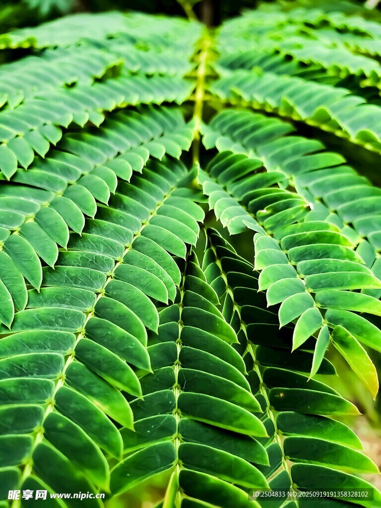 羽狀綠葉特寫