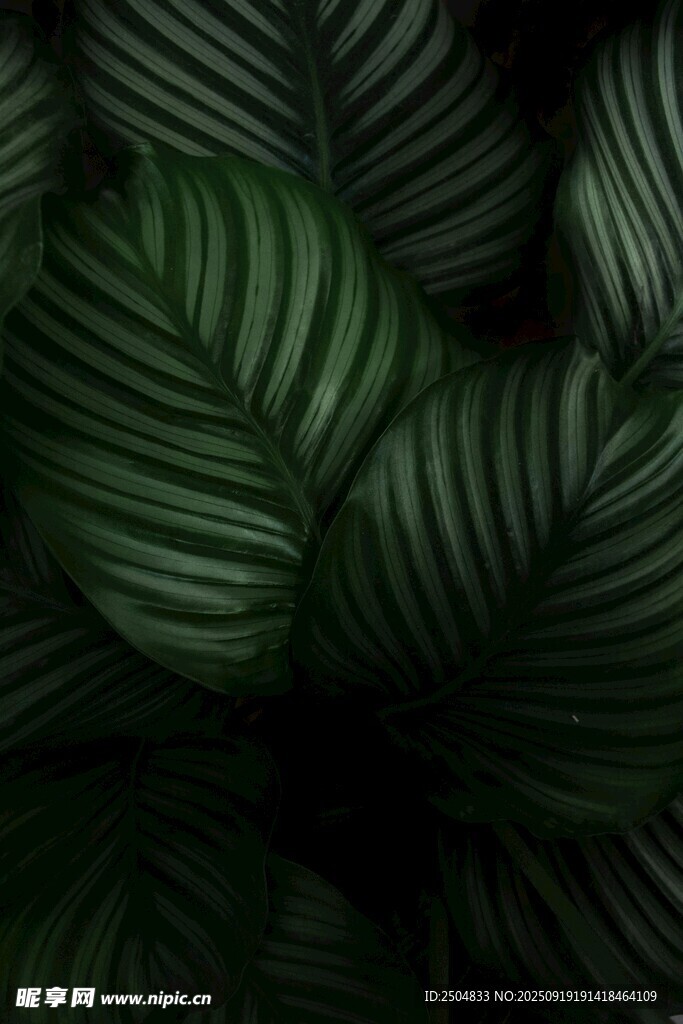 深綠條紋葉片植物特寫