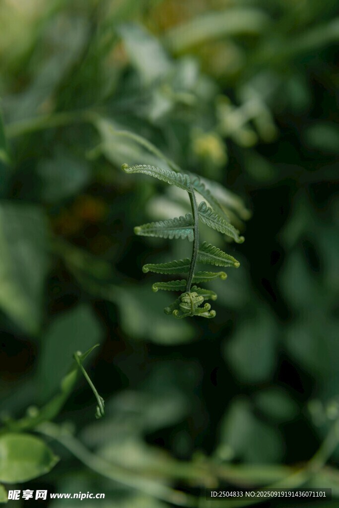帶水珠的翠綠蕨類葉片