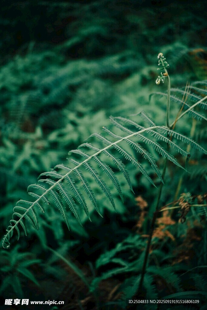 翠綠蕨類植物近景特寫