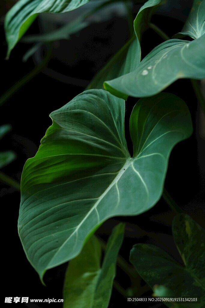 翠綠大葉植物特寫